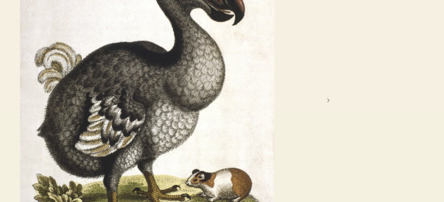 An enlarged version of an old drawing of a dodo bird.