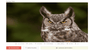 stocksnap owl photo for website