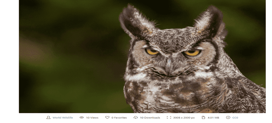 stocksnap owl photo for website